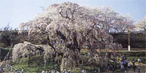三春町「滝桜」
